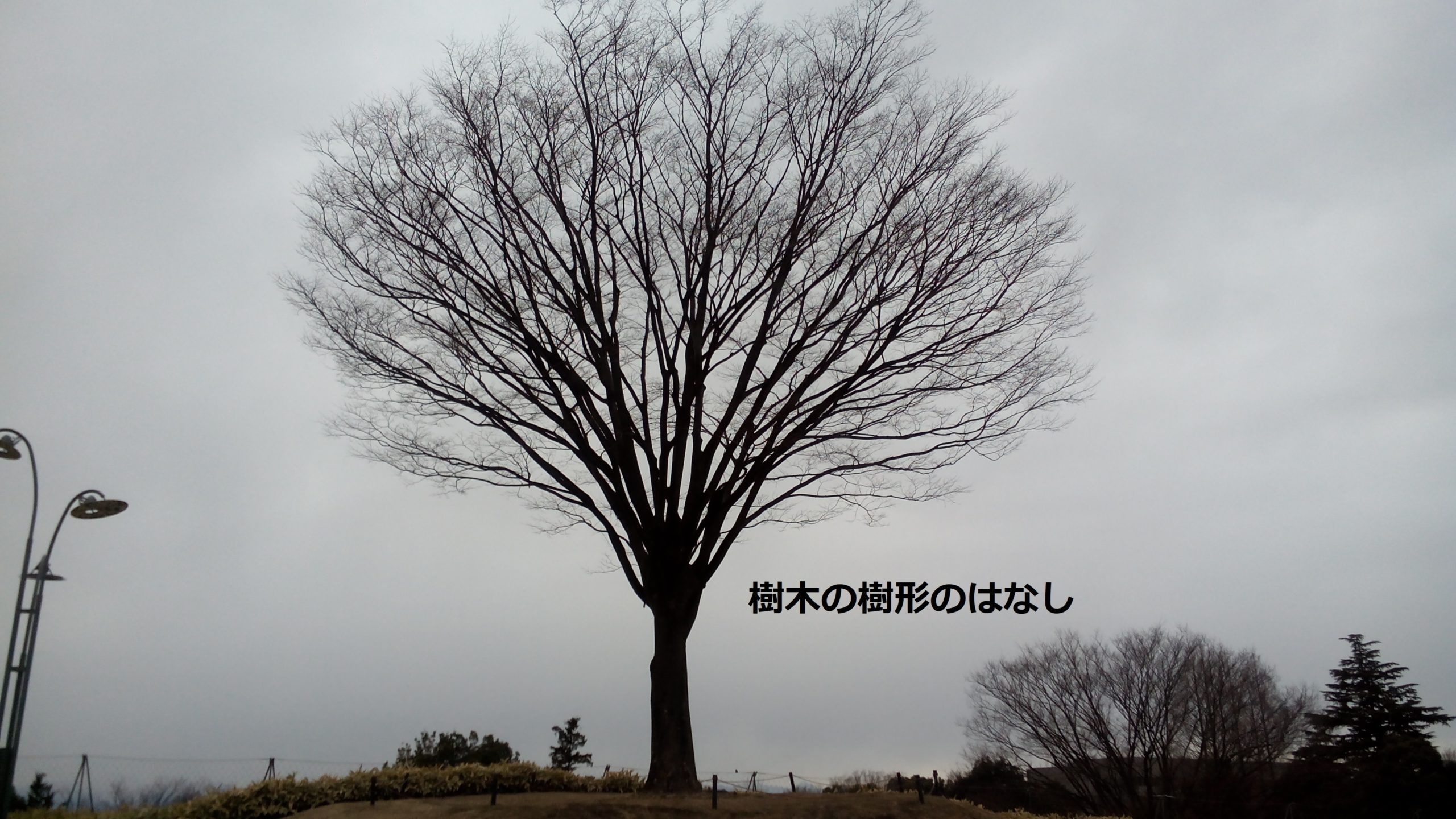 絵画/タペストリー樹